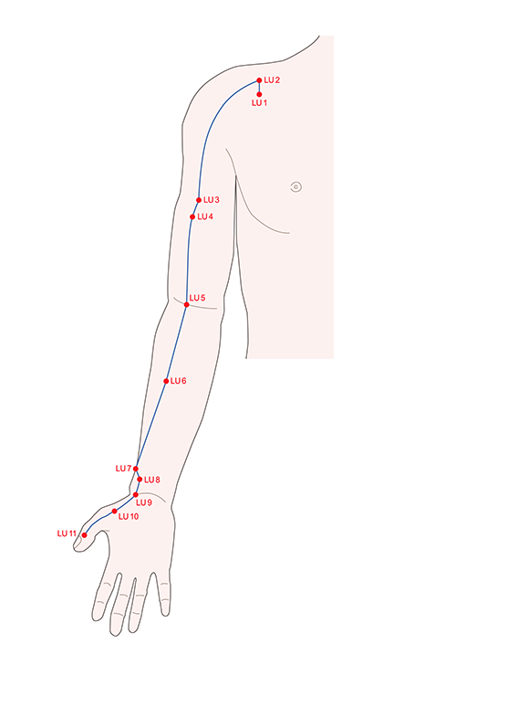수태음폐경 경락도